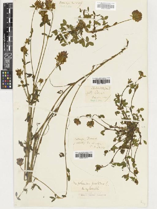 Trifolium pratense L. - BM001036699