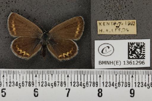Plebejus argus cretaceus ab. flavescens Tutt, 1909 - BMNHE_1361296_175277