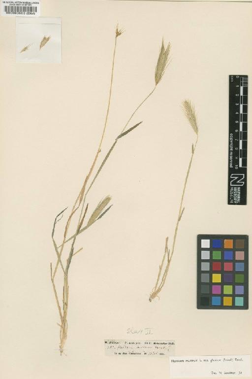 Hordeum murinum subsp. glaucum (Steud.) Tzvelev - BM000060583