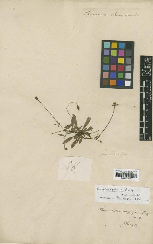 Chrysanthellum integrifolium Steetz - BM001009738