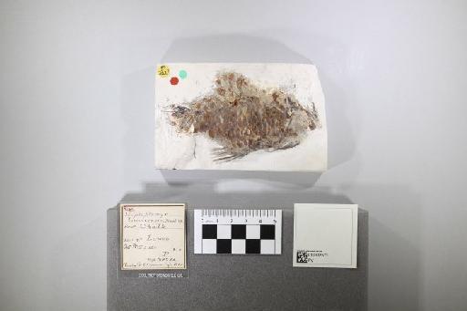 Hoplopteryx lewesiensis (Mantell, 1822) - 010302573_L010092185