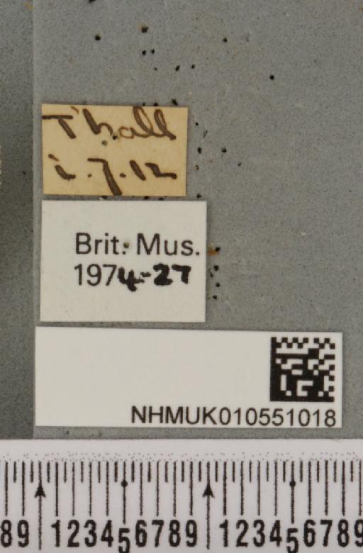 Hoplodrina blanda (Denis & Schiffermüller, 1775) - NHMUK_010551018_label_597842