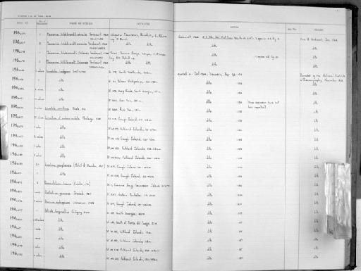 Maizania hildebrandti elevata Verdcourt, 1964 - Zoology Accessions Register: Mollusca: 1962 - 1969: page 121