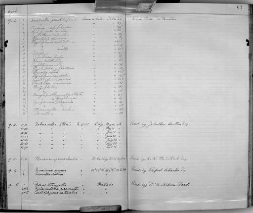 Glyphisodon or gobiosoma sp - Zoology Accessions Register: Fishes: 1912 - 1936: page 63