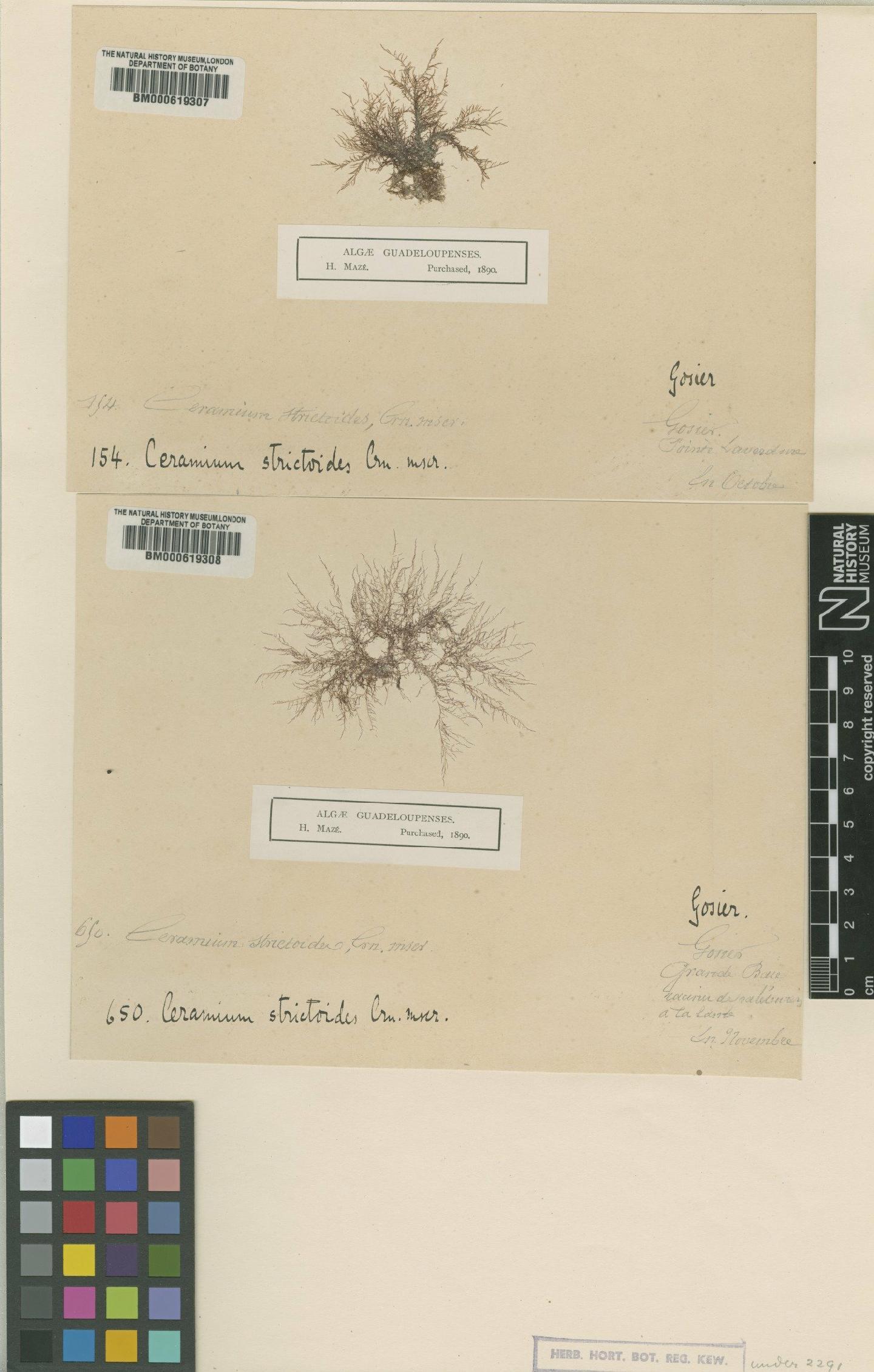 To NHMUK collection (Ceramium corniculatum Mont.; Syntype; NHMUK:ecatalogue:4790715)