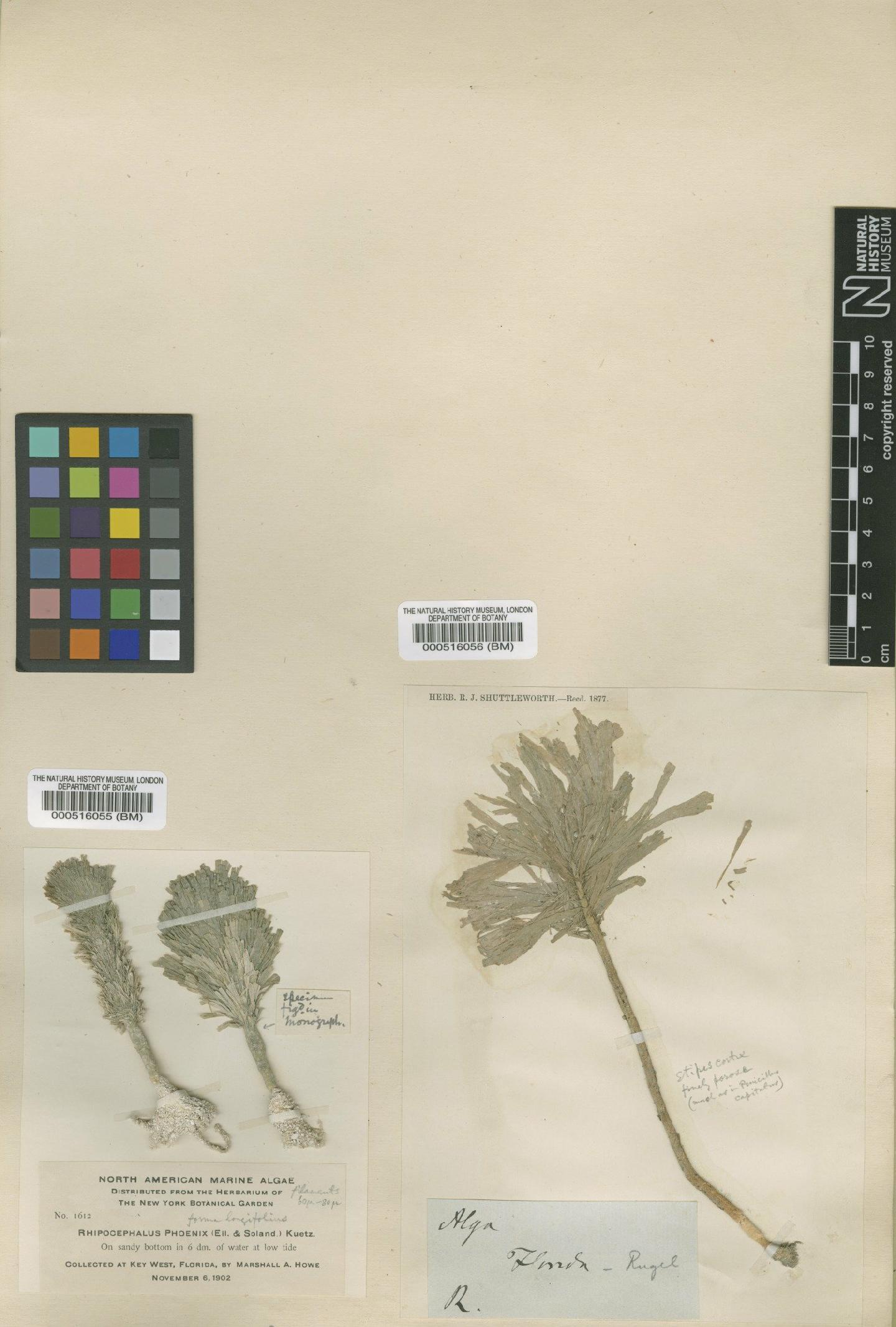 To NHMUK collection (Rhipocephalus phoenix (Ellis & Sol.) Kütz.; Type; NHMUK:ecatalogue:4830991)