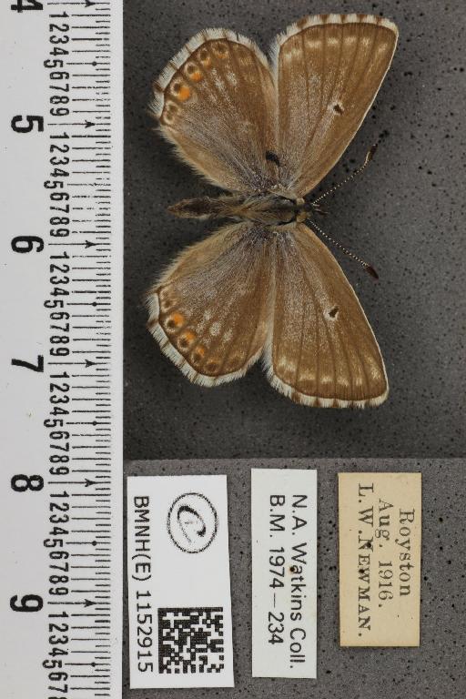 Lysandra coridon ab. albocrenata Tutt, 1910 - BMNHE_1152915_103929