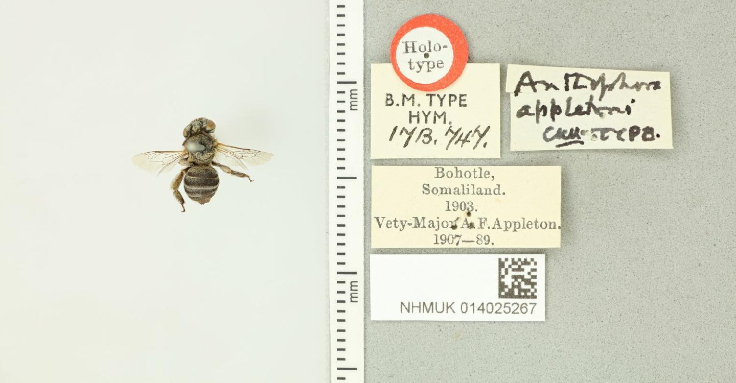 Anthophora appletoni