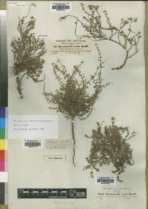 Micromeria biflora Benth. - BM000910220
