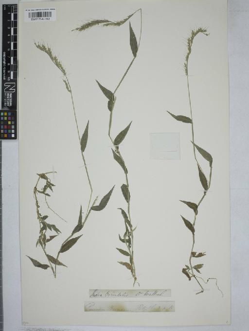 Oplismenus burmanni (Retz.) P.Beauv. - 012547783