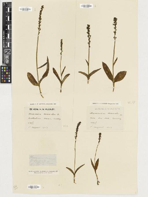 Herminium monorchis (L.) R.Br. - BM001080624