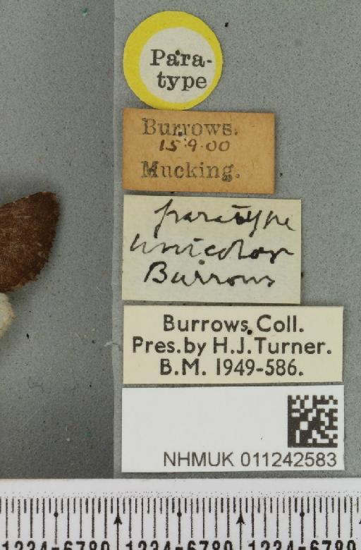 Aporophyla lutulenta ab. unicolor Burrows, 1899 - NHMUK_011242583_label_643756