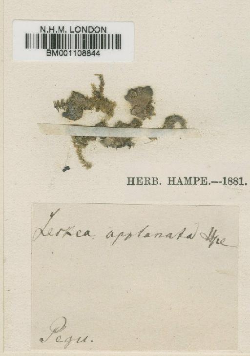 Stereophyllum applanatum M.Fleisch. - BM001108844