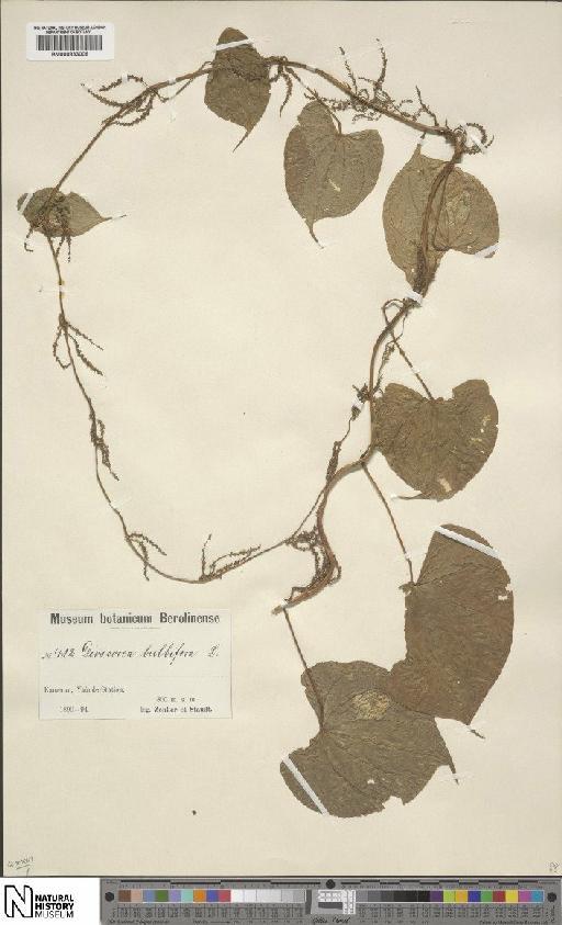 Dioscorea bulbifera L. - BM000833006