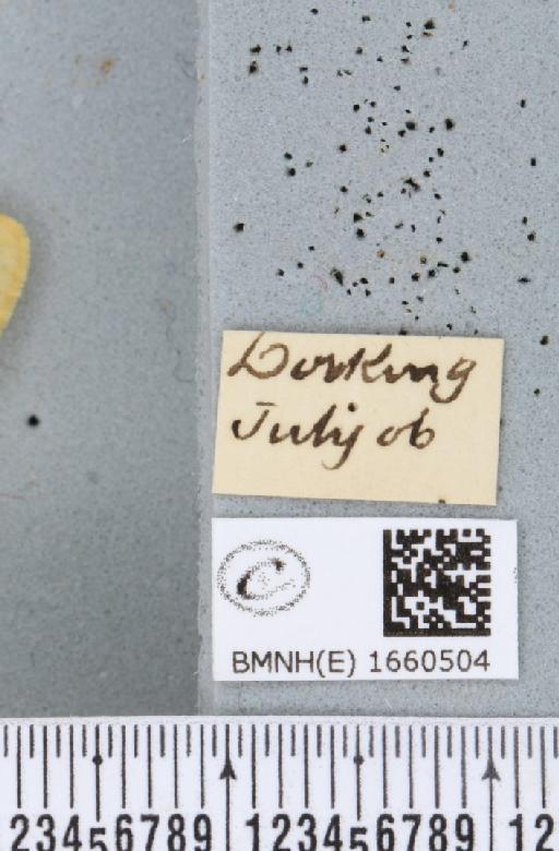 Setina irrorella (Linnaeus, 1758) - BMNHE_1660504_label_258941