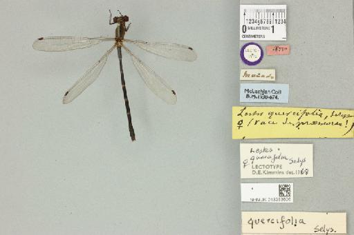 Lestes quercifolius Selys, 1878 - 013383606_dorsal