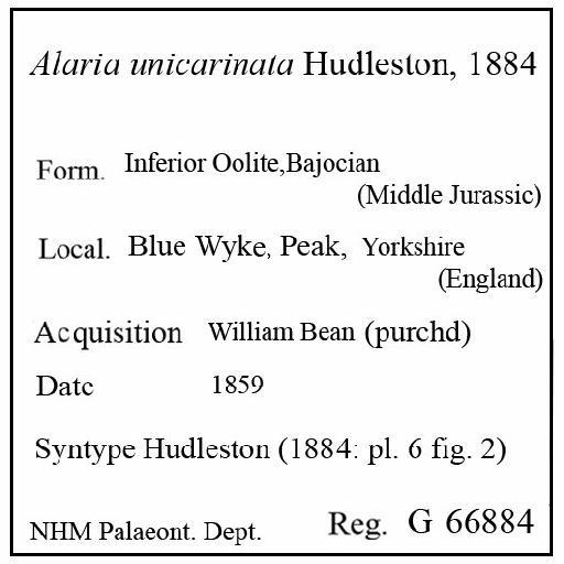 Alaria unicarinata Hudleston, 1884 - G 66844. Alaria unicarinata (label)