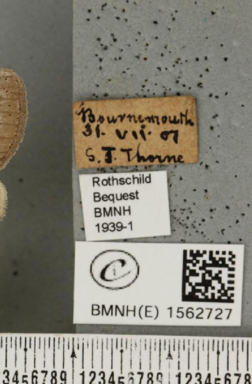 Dicallomera fascelina (Linnaeus, 1758) - BMNHE_1562727_label_256241