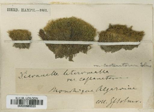 Dicranella heteromalla (Hedw.) Schimp. - BM000965535