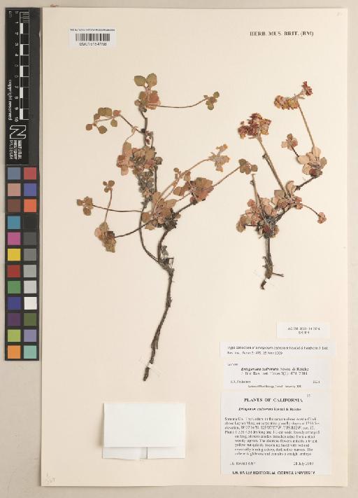 Eriogonum cedrorum Reveal & Raiche - 015154198