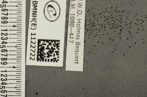 Pyrgus malvae (Linnaeus, 1758) - BMNHE_1122722_label_77639