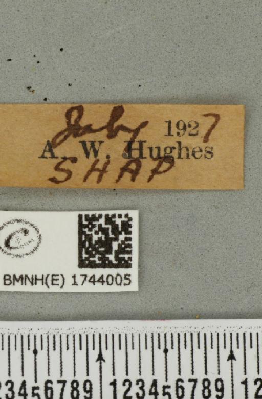 Epirrhoe tristata (Linnaeus, 1758) - BMNHE_1744005_label_324605