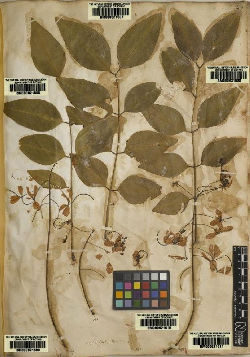 Cassia fistula L. - BM000621610