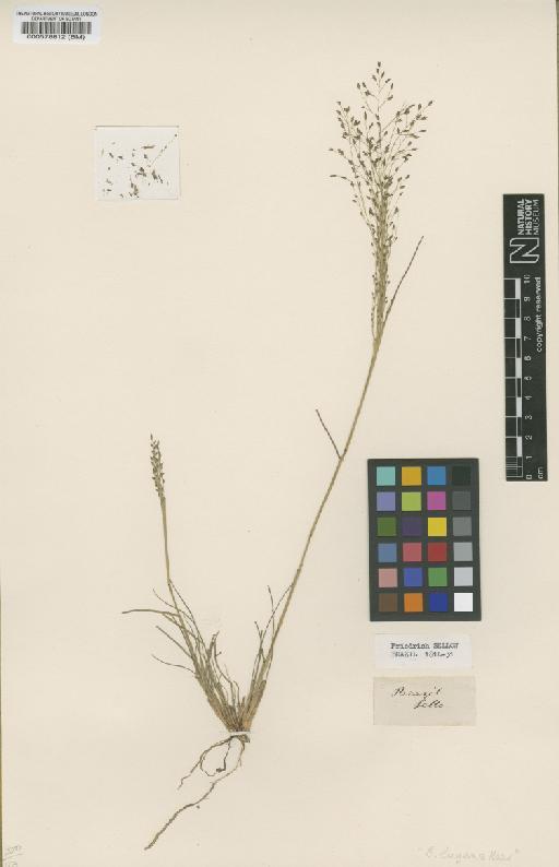 Eragrostis lugens Nees - BM000578812