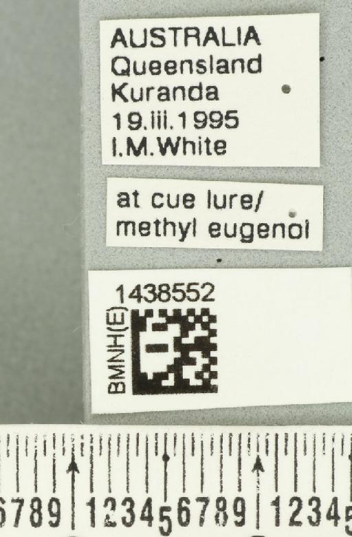 Bactrocera (Bactrocera) laticauda (Hardy, 1950) - BMNHE_1438552_label_32521