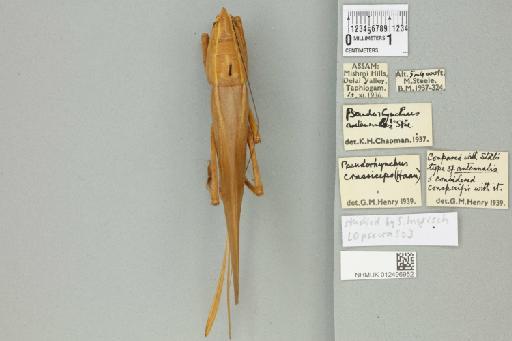 Pseudorhynchus crassiceps (de Haan, 1842) - 012496952_72156_94530