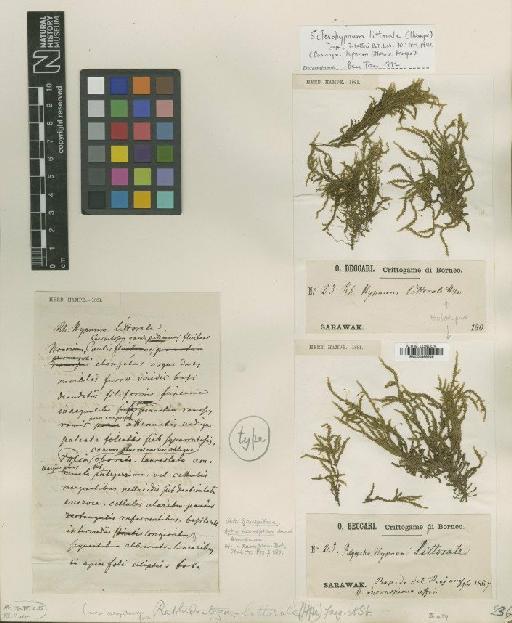 Sclerohypnum littorale (Hampe) B.C.Tan - BM000986246