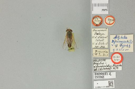 Atylotus nigromaculatus Ricardo, 1900 - 014064144__