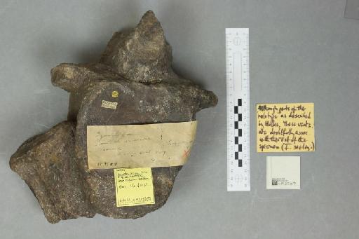 Iguanodon seelyi Hulke, 1882 - 010025161_L010094064