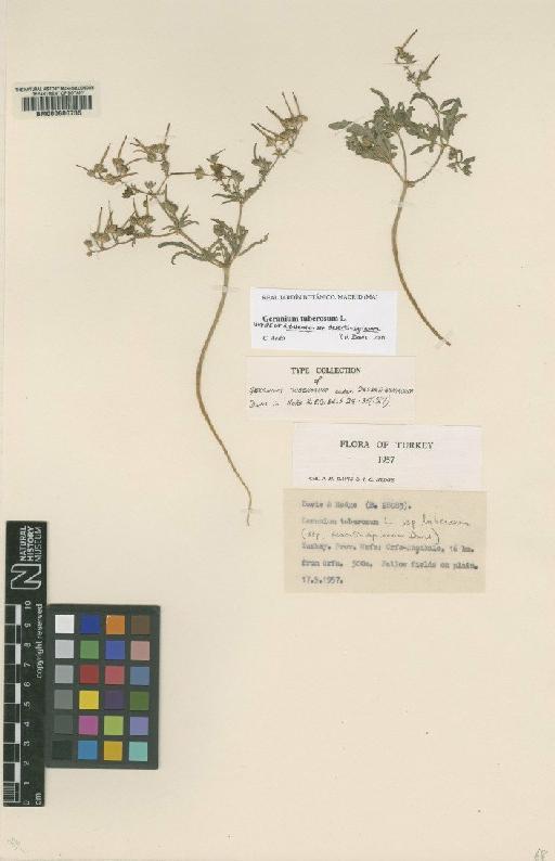 Geranium tuberosum L. - BM000606735