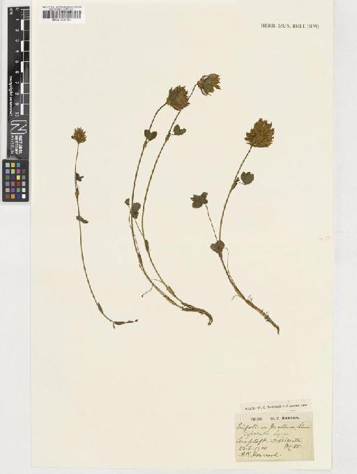 Trifolium pratense L. - BM001037681