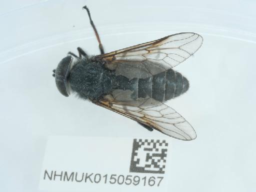 Hybomitra bimaculata (Macquart, 1826) - 015059167_2