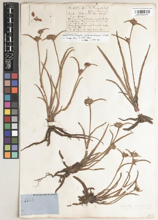 Cyanotis longifolia var. bakeriana C.B.Clarke - BM013822764