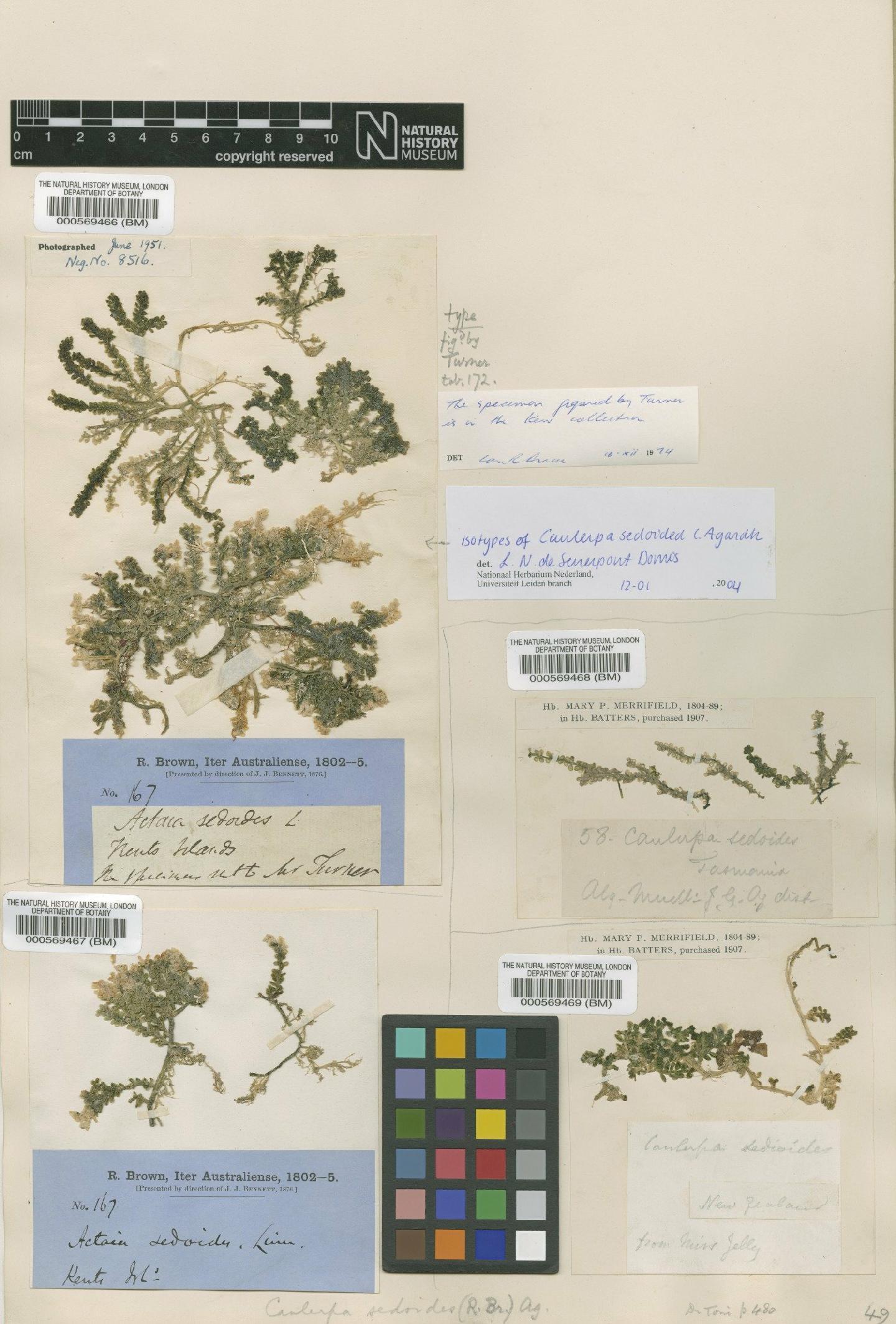 To NHMUK collection (Caulerpa sedoides C.Agardh; NHMUK:ecatalogue:4858975)