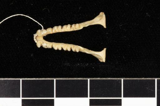 Rhinolophus luctus foetidus K. Andersen, 1918 - 1889_1_8_4-Rhinolophus_morio_foetidus-Holotype-Skull-mandibles-occlusal
