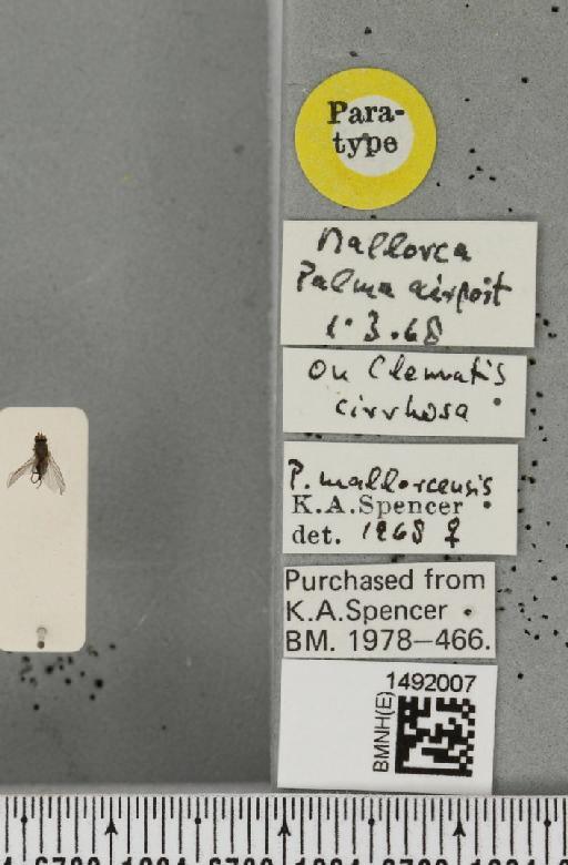 Phytomyza mallorecensis Spencer, 1969 - BMNHE_1492007_label_53707