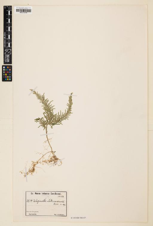 Selaginella ledermannii Hieron. - 001038150