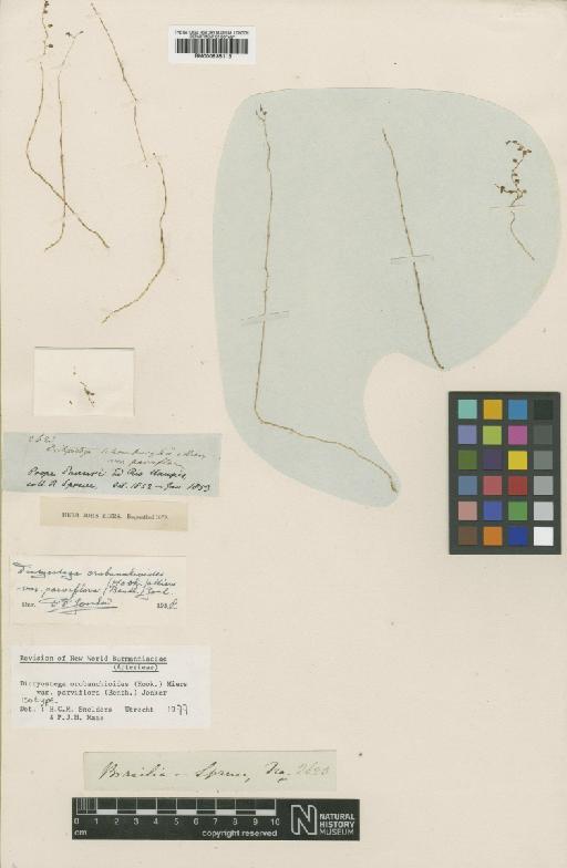 Dictyostega orobanchoides var. parviflora (Benth.) Jonker - BM000938113