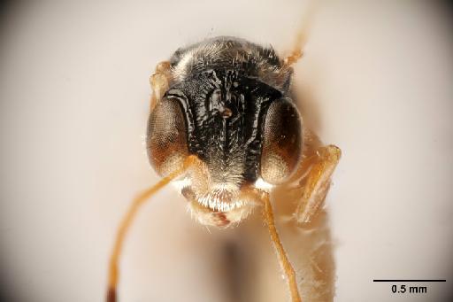 Deinodryinus broomfieldi Olmi, 2010 - 012858894_Deinodryinus_broomfieldi_HT_anterior_head