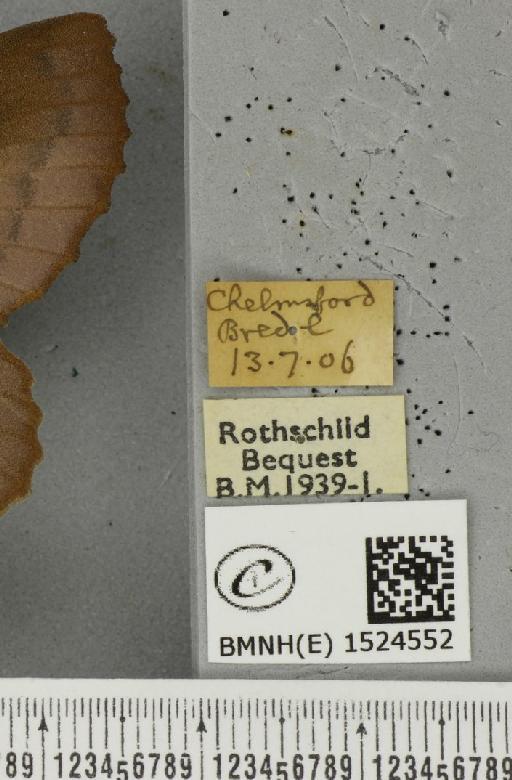 Gastropacha quercifolia (Linnaeus, 1758) - BMNHE_1524552_label_198644
