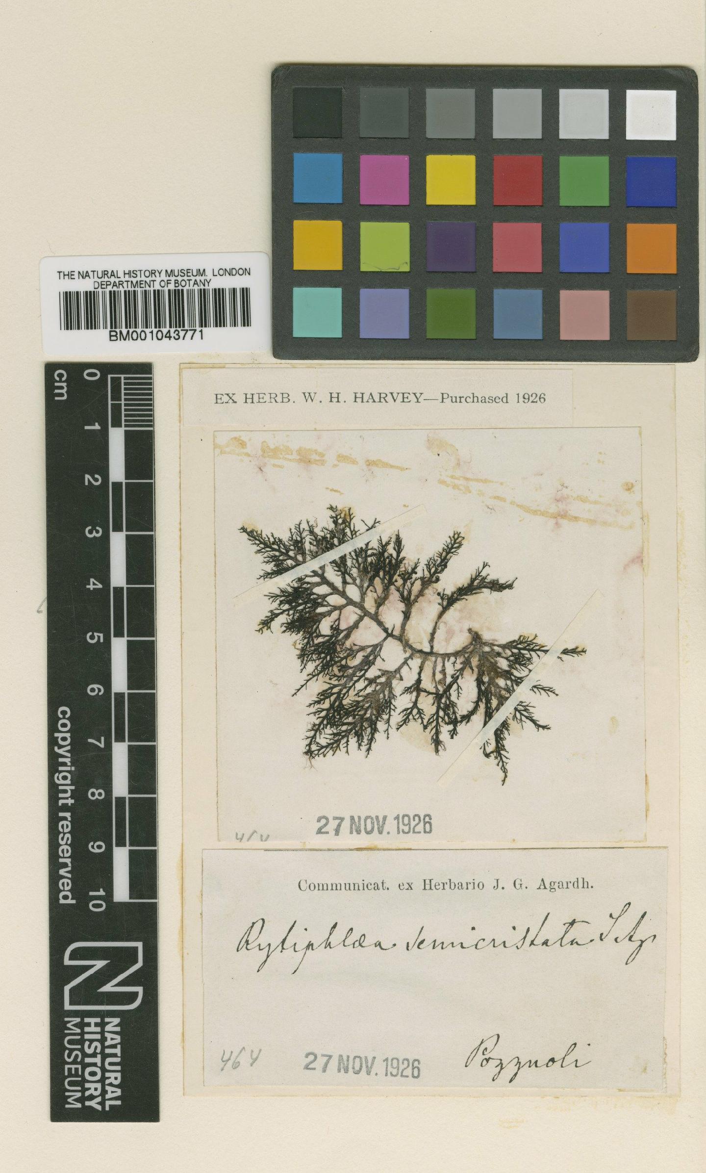 To NHMUK collection (Rytiphlaea tinctoria (Clemente) C.Agardh; Syntype; NHMUK:ecatalogue:2379158)