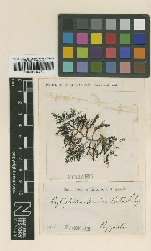Rytiphlaea tinctoria (Clemente) C.Agardh - BM001043771
