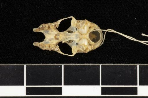 Hipposideros muscinus - 1886_11_3_10-Phyllorhina_muscina-Syntype-Skull-occlusal