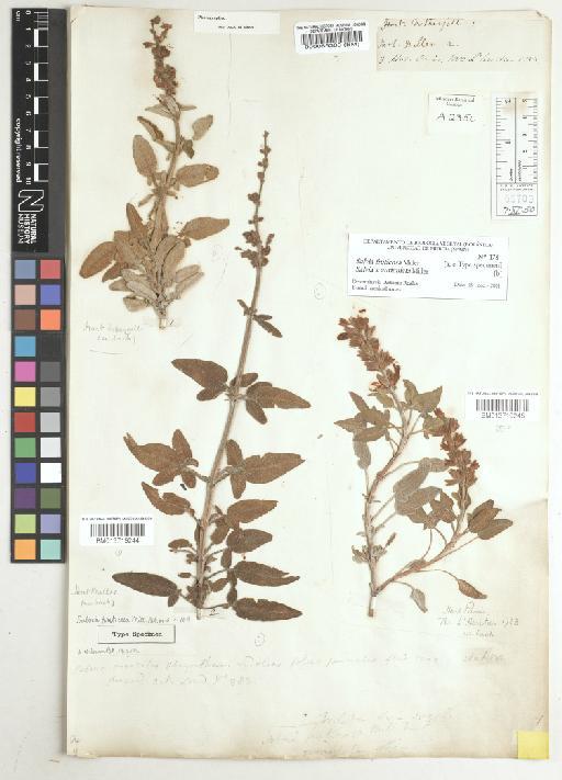 Salvia × auriculata Miller - BM013719245