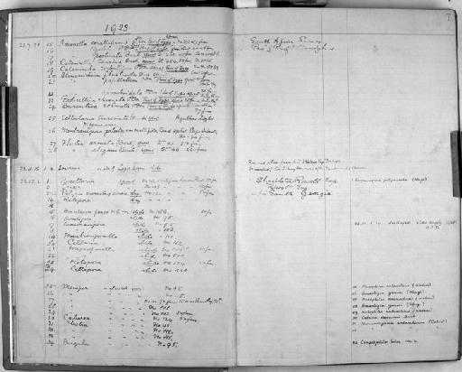 Alcyonidium rhomboidale O'Donoghue, 1924 - Zoology Accessions Register: Bryozoa: 1922 - 1949: page 7