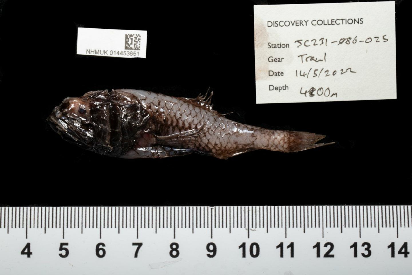 To NHMUK collection (Scopeloberyx robustus (Günther, 1887); NON-TYPE; NHMUK:ecatalogue:9968871)